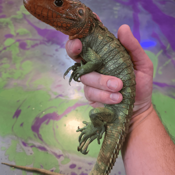 Person holding a colorful reptile with a vibrant background.