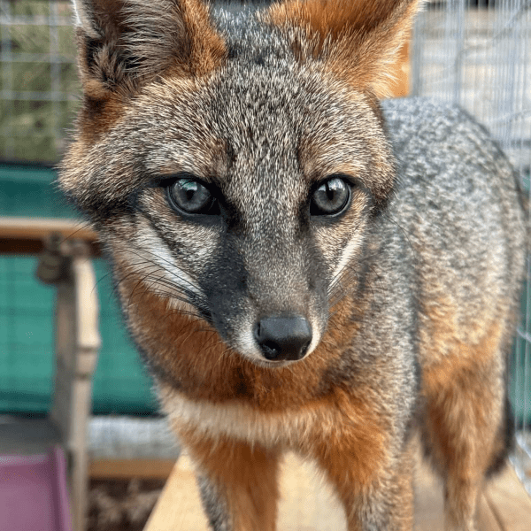 Gray fox with reddish fur and alert eyes standing on a wooden platform.
