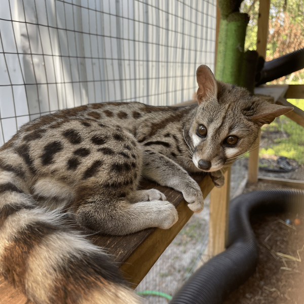 Spotted genet lounging on a wooden beam in an enclosure.