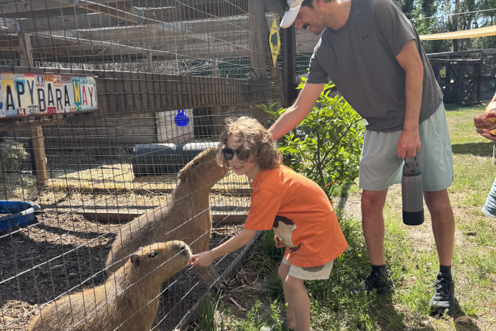 Child and adult pet capybaras through a fence at a zoo.