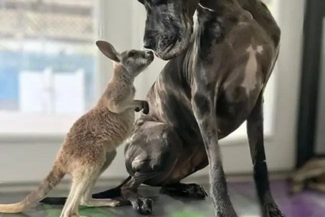 Small kangaroo nuzzling a large Great Dane indoors.