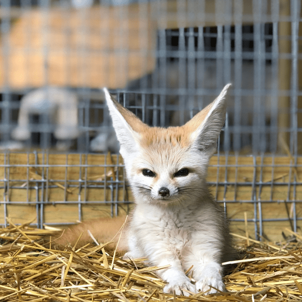 Small fennec fox sitting on straw in front of a wire fence.