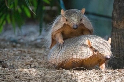 Two armadillos on the ground, one on top of the other, near a tree.