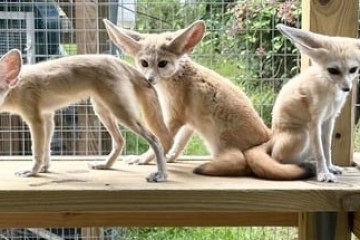 Three fennec foxes with large ears sitting on a wooden platform in an enclosure.