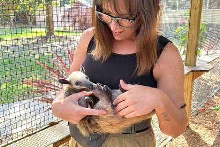Person holding a baby anteater in an enclosure.