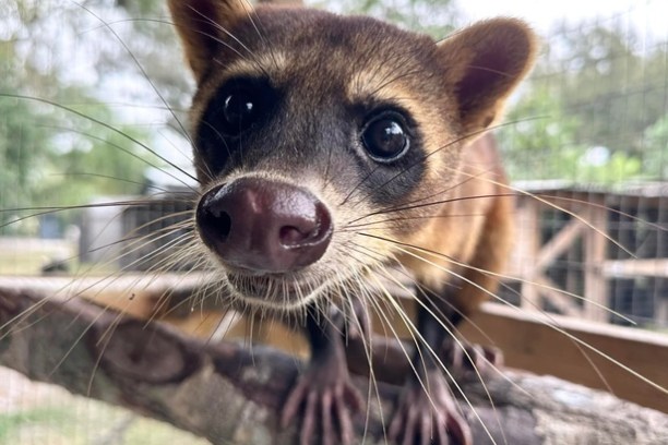 Close-up of a curious coati on a branch, with large eyes and whiskers.