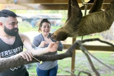 Two people interacting with a hanging sloth in an outdoor enclosure.