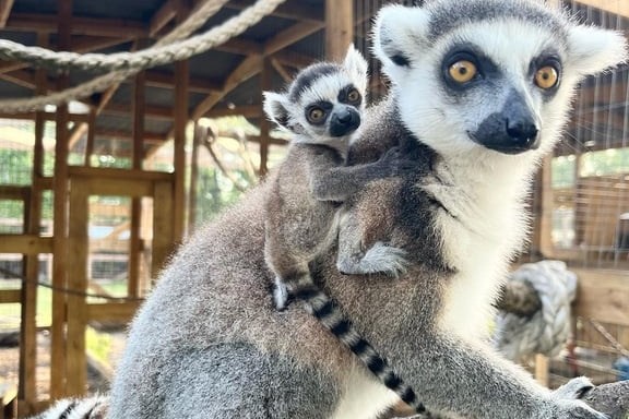 Lemur with a baby on its back in a wooden enclosure.