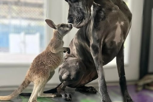 Small kangaroo nuzzles large Great Dane indoors.