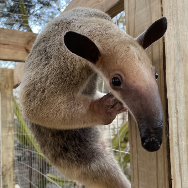 Anteater climbing a wooden structure with its head turned towards the camera.