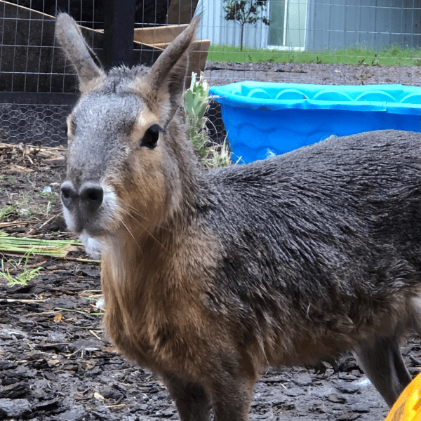 Capybara in an enclosure with a blue pool in the background.