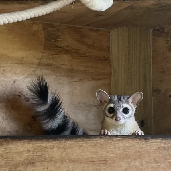 Small animal peeking over wooden ledge with striped tail.