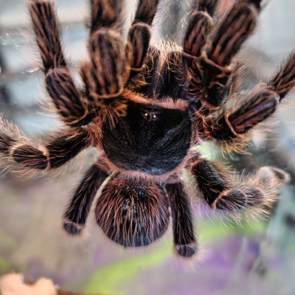 Close-up of a large tarantula with hairy legs and detailed body.