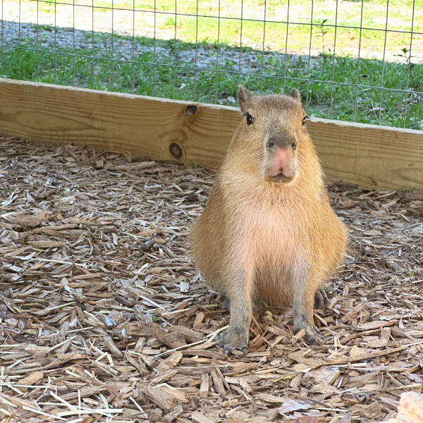Capybara sitting on wood chips in an enclosure.