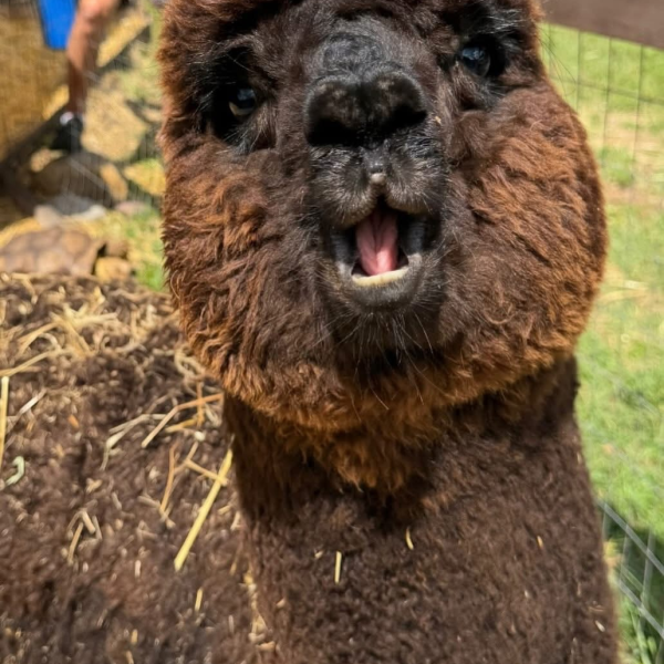 Brown alpaca with open mouth, straw on back.