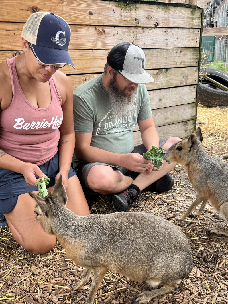 Two people feeding small animals with leafy greens near a wooden structure.