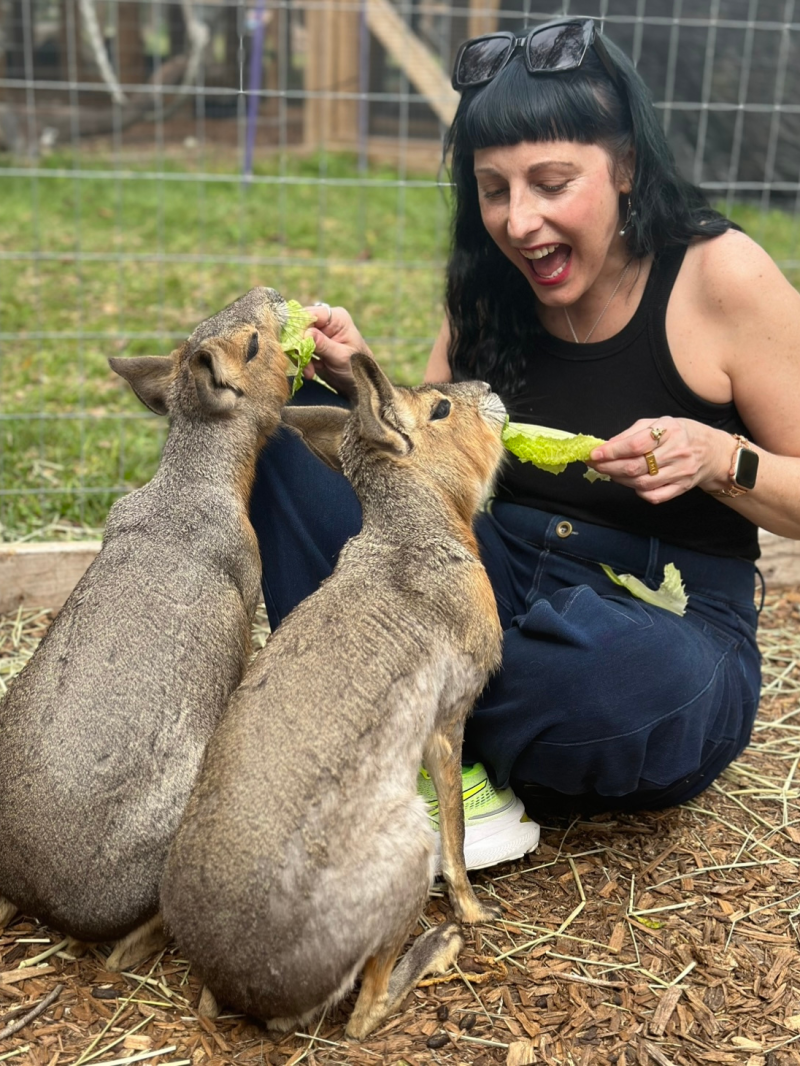 Woman feeding two Patagonian maras in an enclosure.