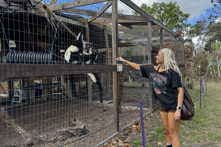Person in black shirt observing lemurs in an outdoor enclosure.
