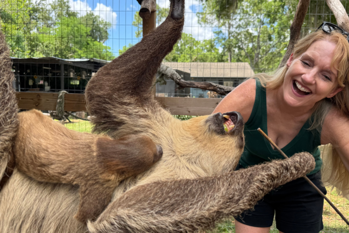 Laughing woman petting a sloth at an outdoor enclosure.