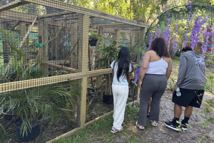 Three people looking into a wooden plant enclosure outdoors.