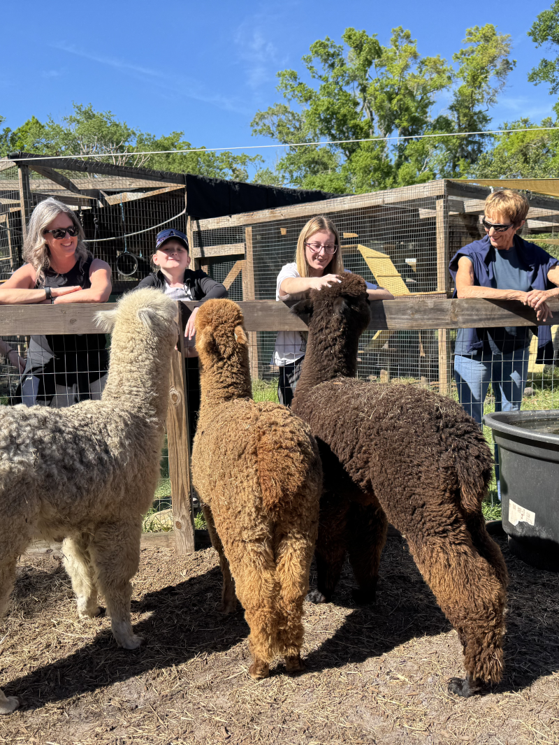 People behind a fence observe four alpacas of various colors in an outdoor enclosure.