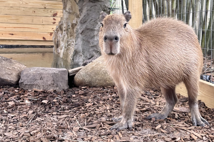 Capybara in a fenced enclosure with wood chips and bamboo background.