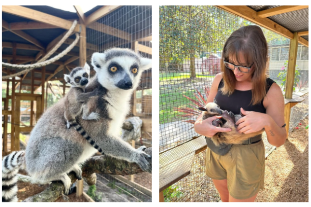 Lemur with baby on back; woman holding a baby lemur in enclosure.