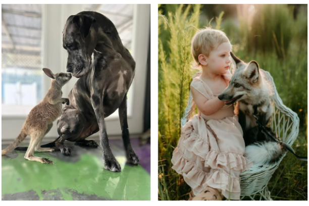 Kangaroo nuzzles Great Dane; child in dress with fox on chair.