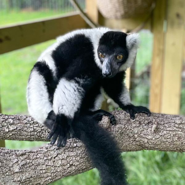 Black and white ruffed lemur sitting on a tree branch.