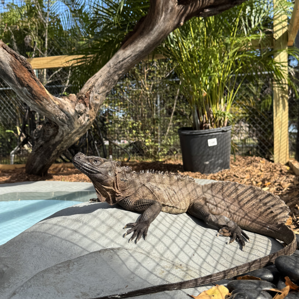 Iguana sunbathing beside a small pool, surrounded by trees and rocks.
