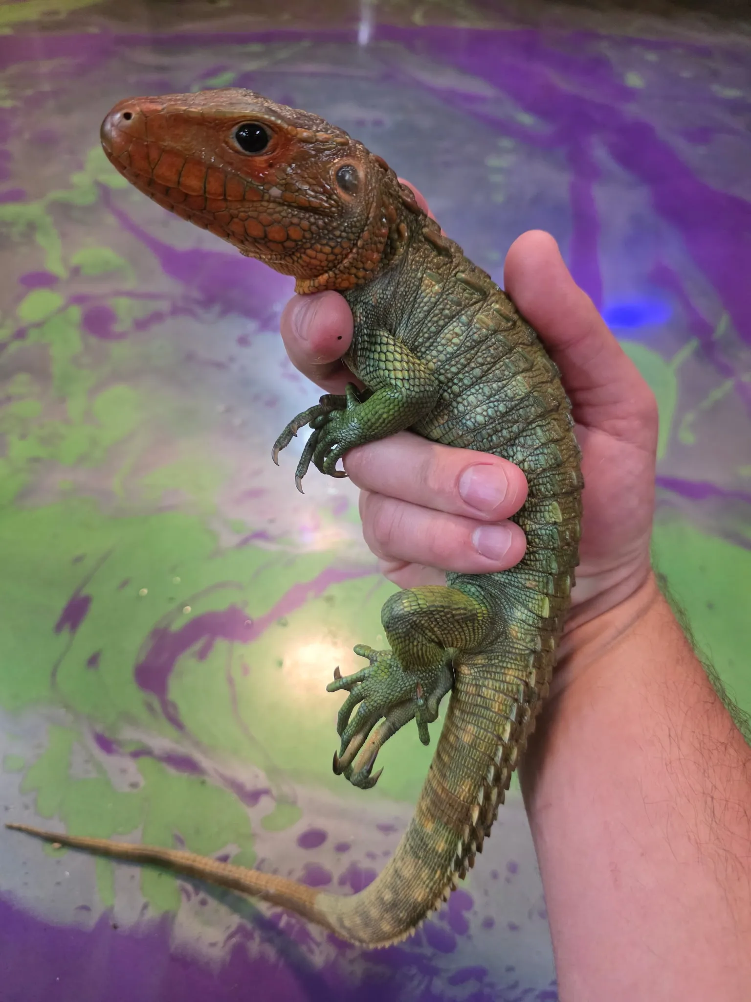 Reptile Room