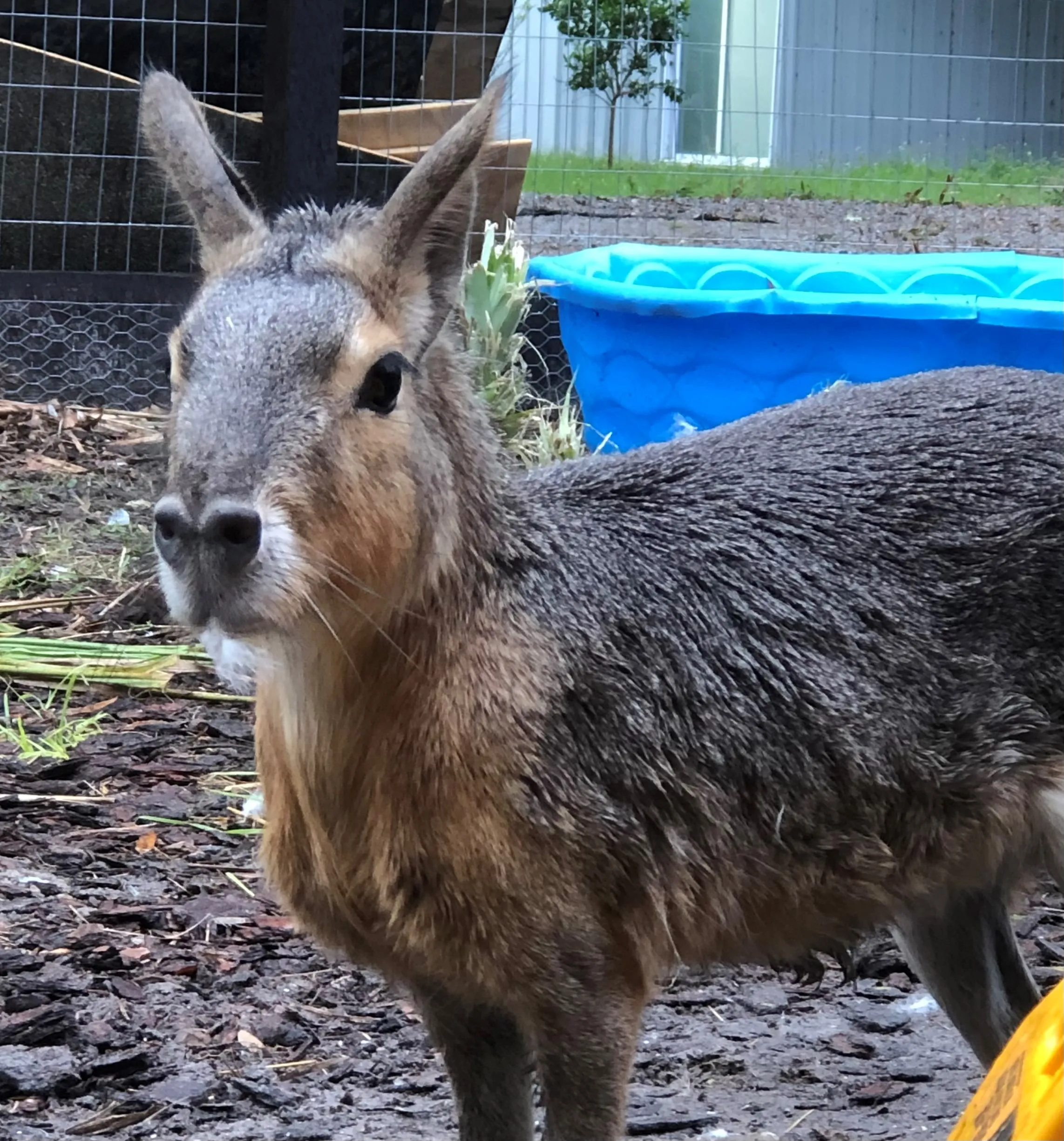 Cavy