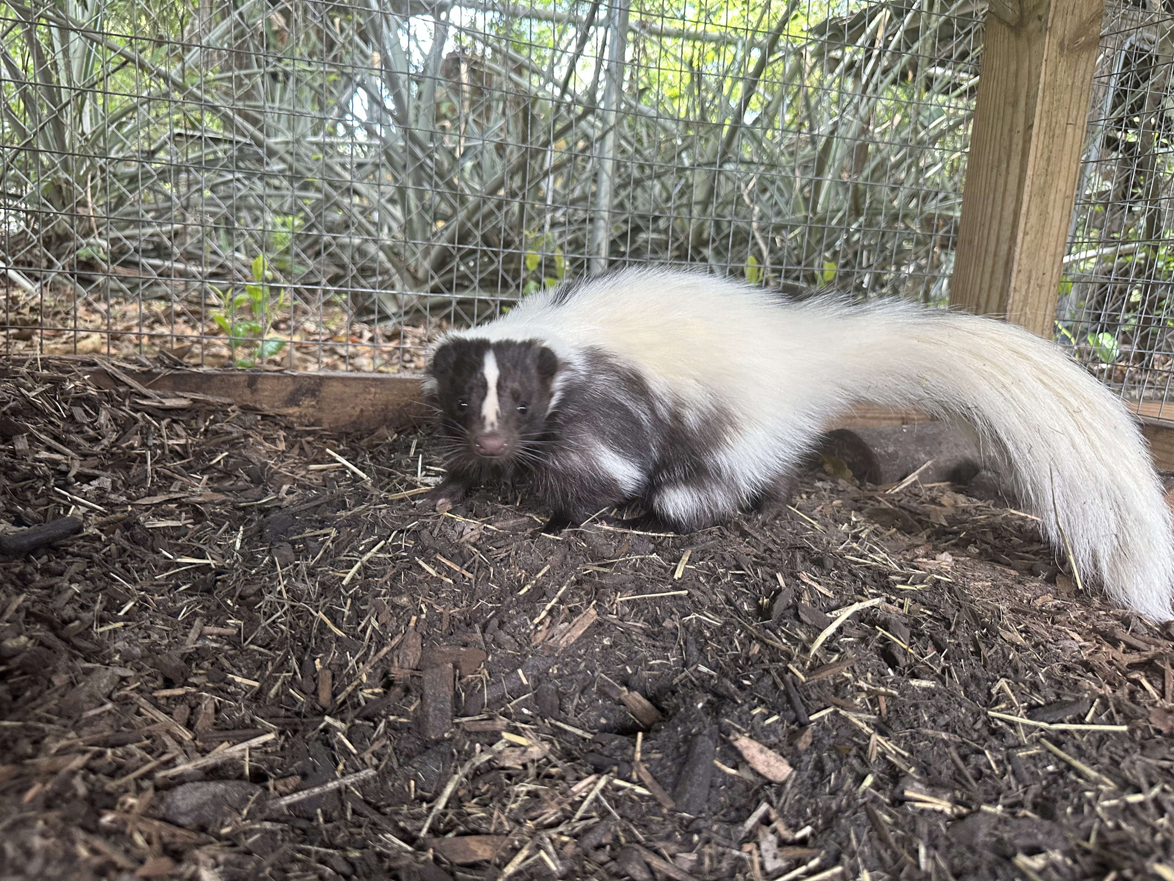 Cavy